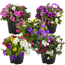 Calibrachoa-Trio in vier verschiedenen Farbkombinationen