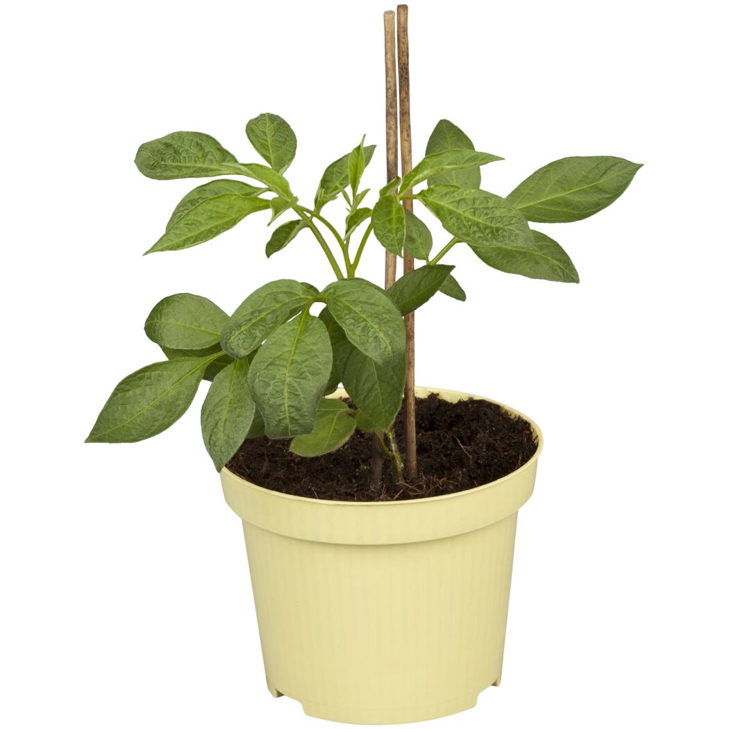 Melonen veredelt verschiedene Sorten, 12 cm Topf