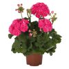 Rosa Geranie im Topf