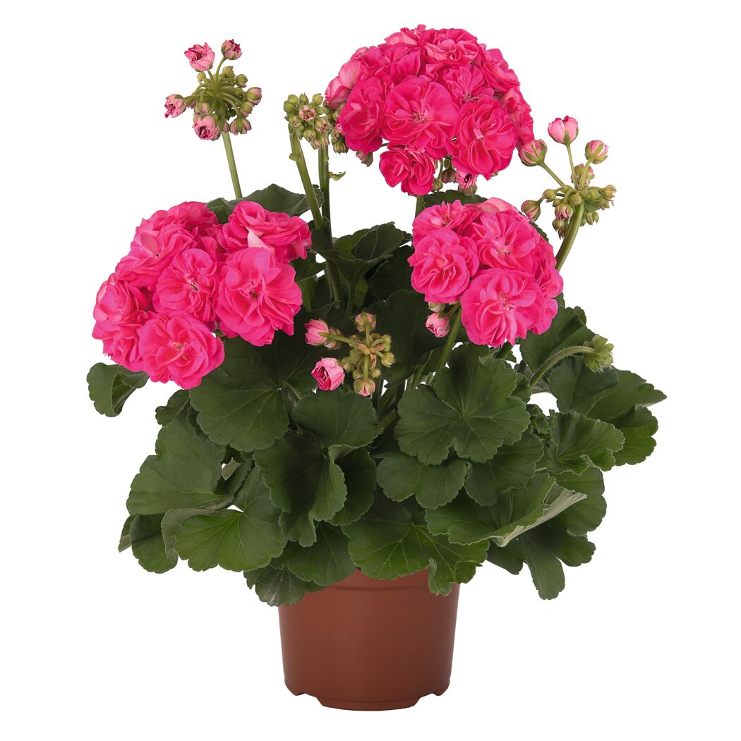 Rosa Geranie im Topf