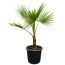 Washingtonia Robusta Fächerpalme im Topf