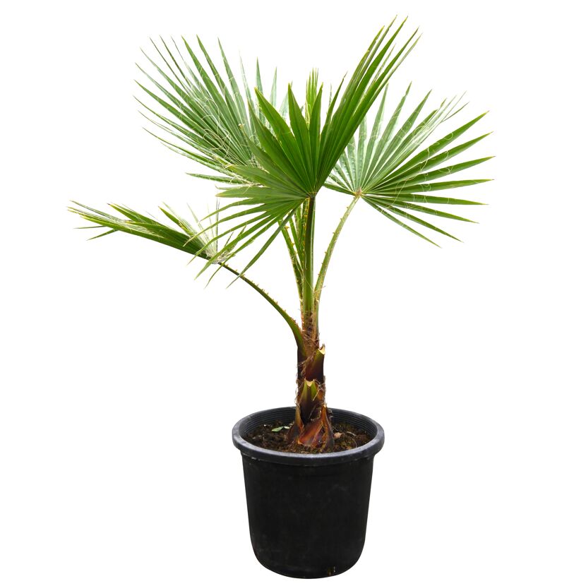 Washingtonia Robusta Fächerpalme im Topf