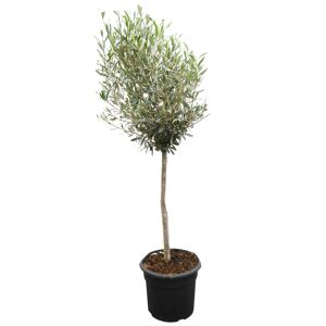 Olivenbaum 80 cm, 20 cm Topf
