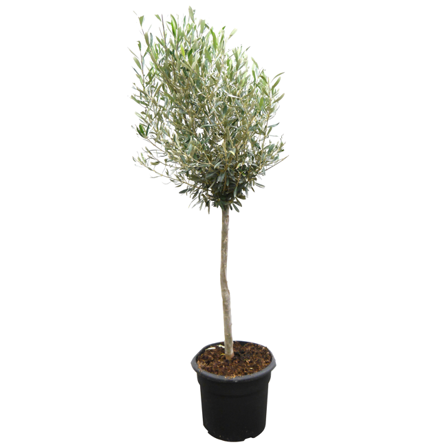 Bild von Olivenbaum 80 cm, 20 cm Topf
