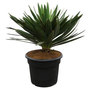 Palmlilie 'Lone Star' 65 cm Topf
