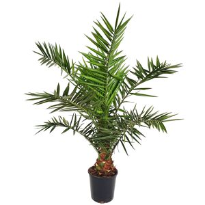 Kanarische Dattelpalme 120 cm Topf 21 cm