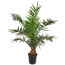 Kanarische Dattelpalme 120 cm Topf 21 cm