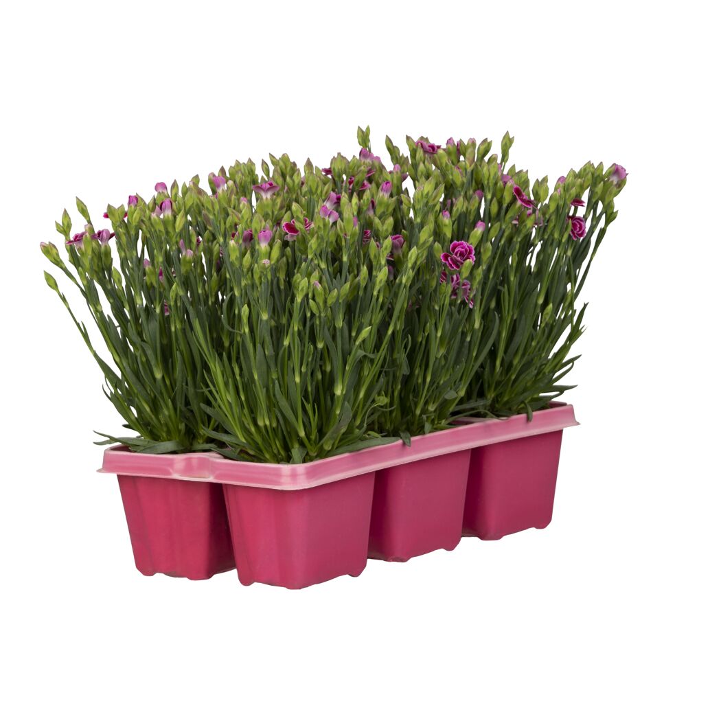 Dianthus-Sondersorte in rosa Kunststoffträger