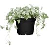 Strukturpflanzen verschiedene Sorten, 12 cm Topf