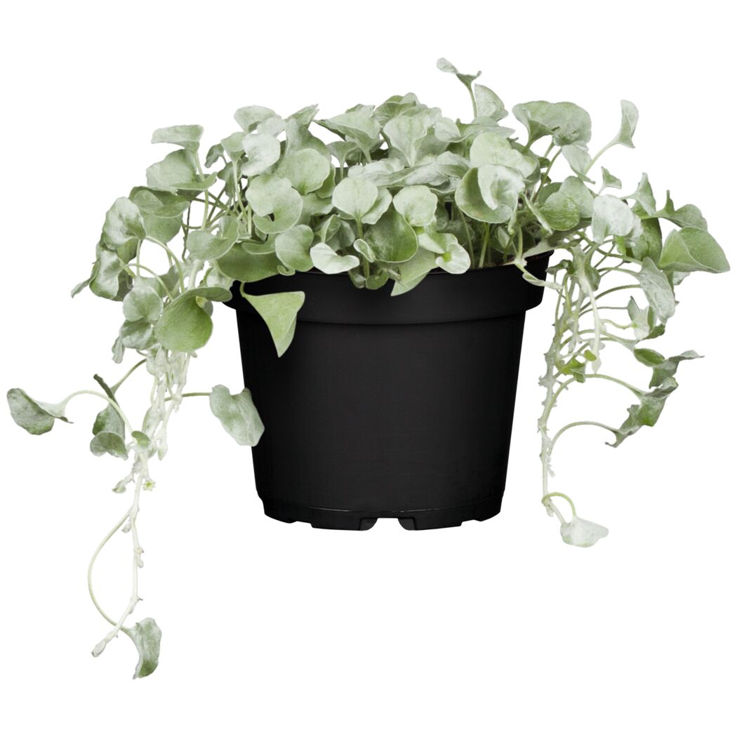 Strukturpflanzen verschiedene Sorten, 12 cm Topf