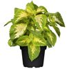 Strukturpflanzen verschiedene Sorten, 12 cm Topf