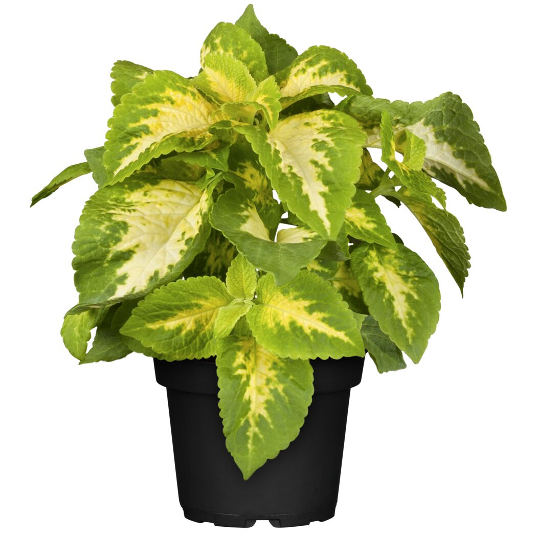 Strukturpflanzen verschiedene Sorten, 12 cm Topf