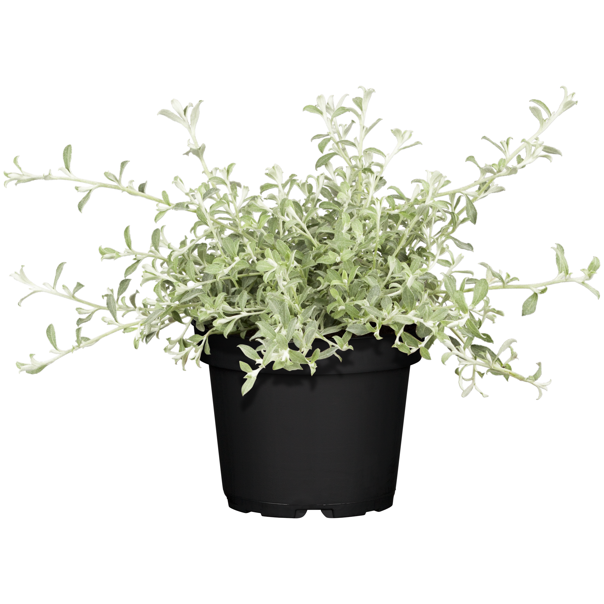 Strukturpflanzen verschiedene Sorten, 12 cm Topf