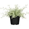 Strukturpflanzen verschiedene Sorten, 12 cm Topf