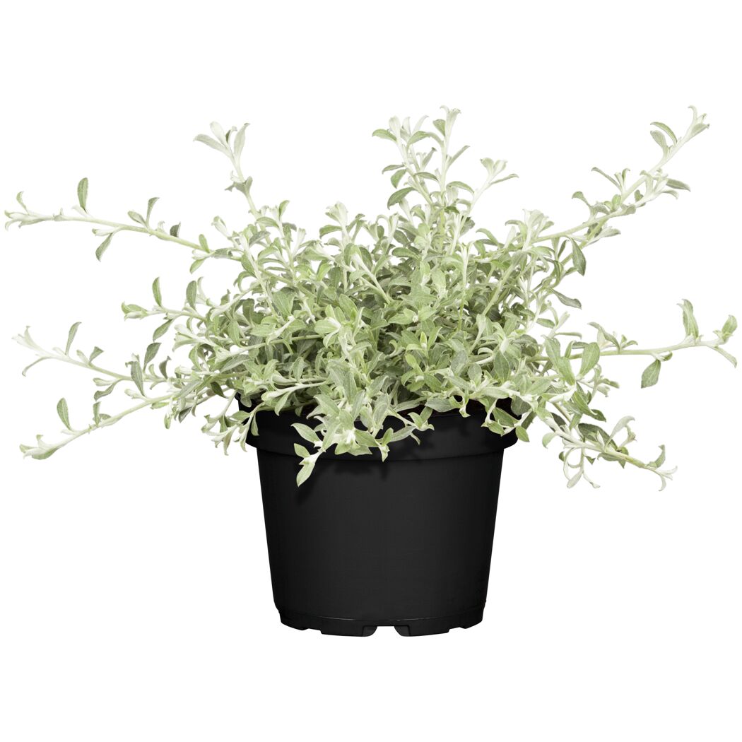 Strukturpflanzen verschiedene Sorten, 12 cm Topf