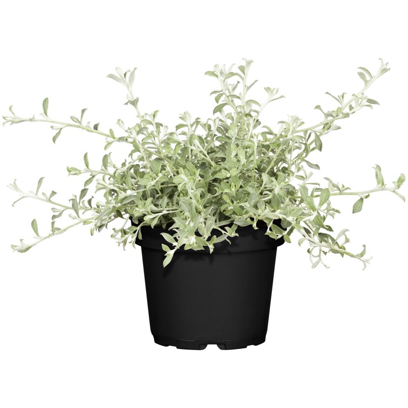 Strukturpflanzen verschiedene Sorten, 12 cm Topf