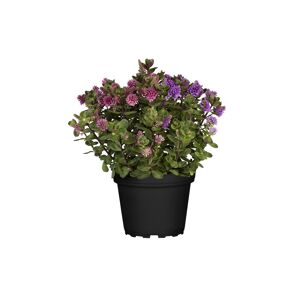 Strauchveronika 'All Blooms®' Twins 12 cm Topf
