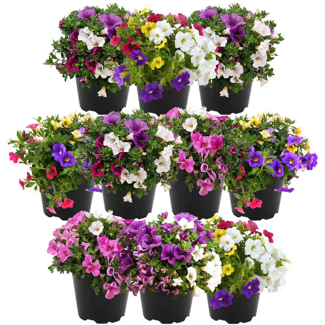 Neun Töpfe mit Calibrachoa Zauberglöckchen in verschiedenen Farben.