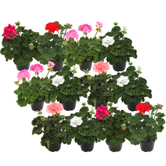 Bild von Stehende Geranie Farbmix 12 cm Topf, 12er-Set