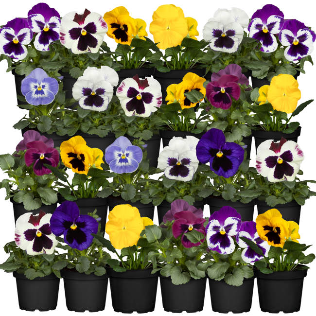 Bild von Stiefmütterchen Farbmix 9 cm Topf, 24er-Set