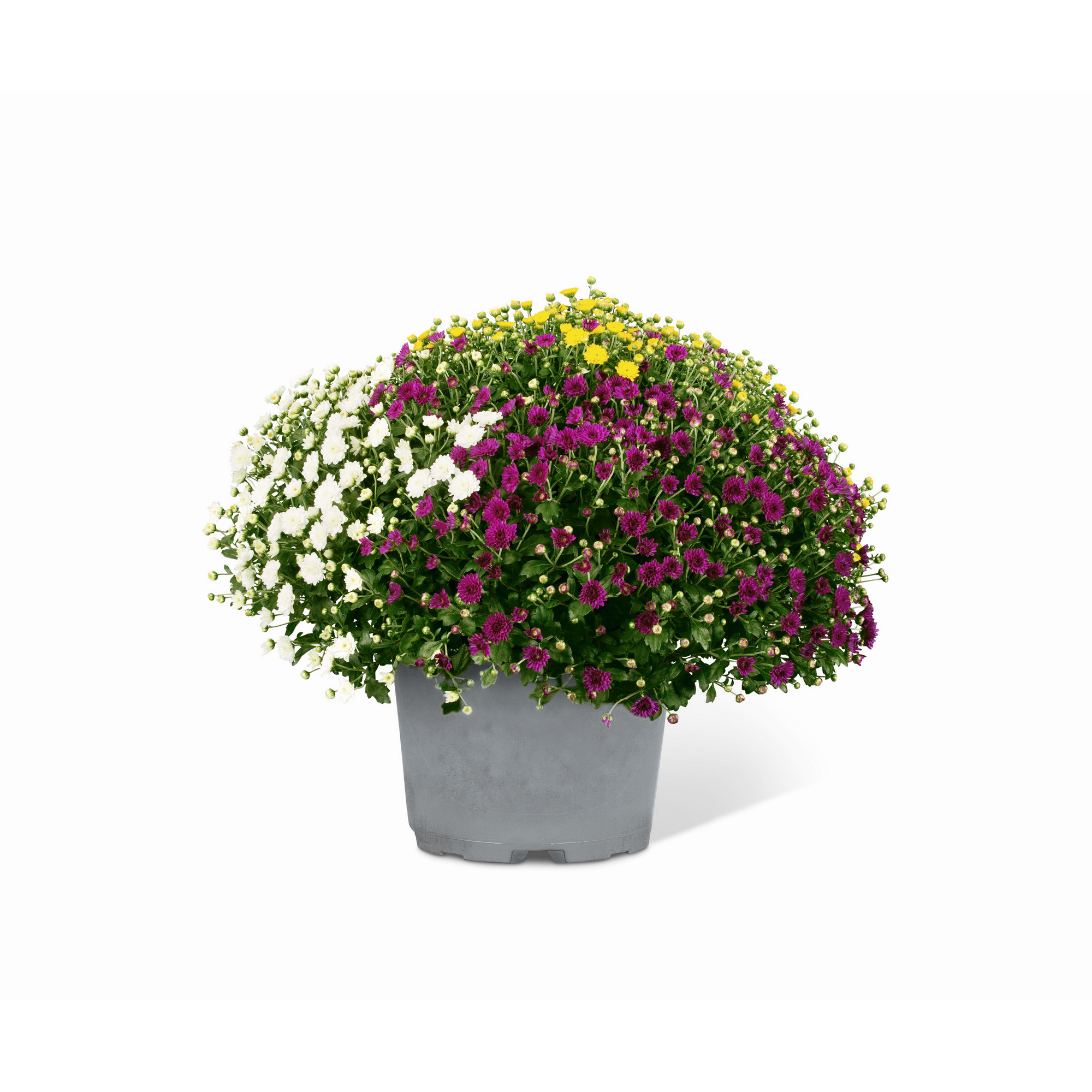 Chrysantheme Trio-Busch 60 cm, 21 cm Topf