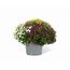 Chrysantheme Trio-Busch 60 cm, 21 cm Topf