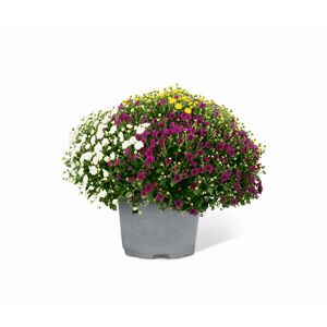 Chrysantheme Trio-Busch 60 cm, 21 cm Topf