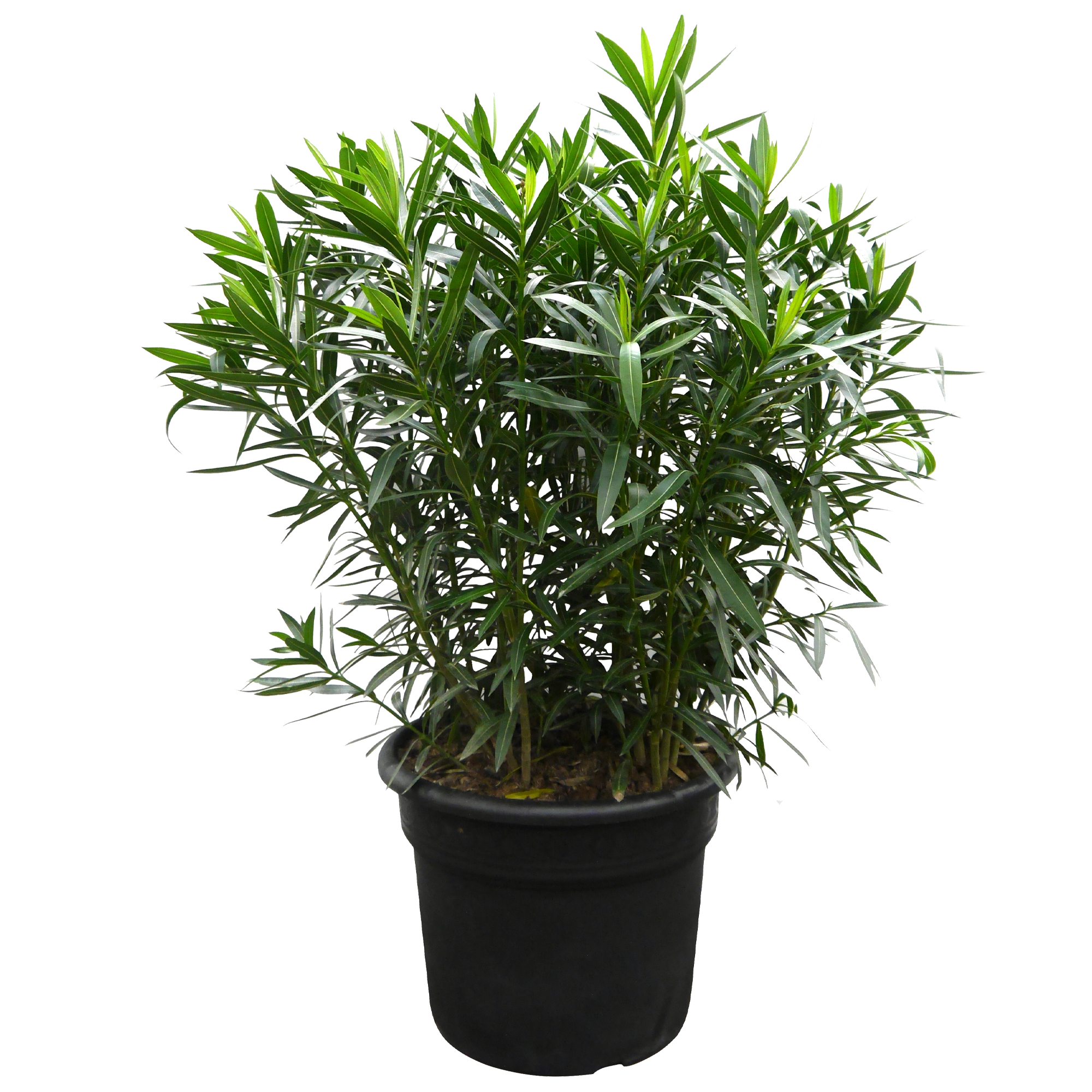 Oleander-Busch 160 cm weiß, 55 cm Topf + product picture