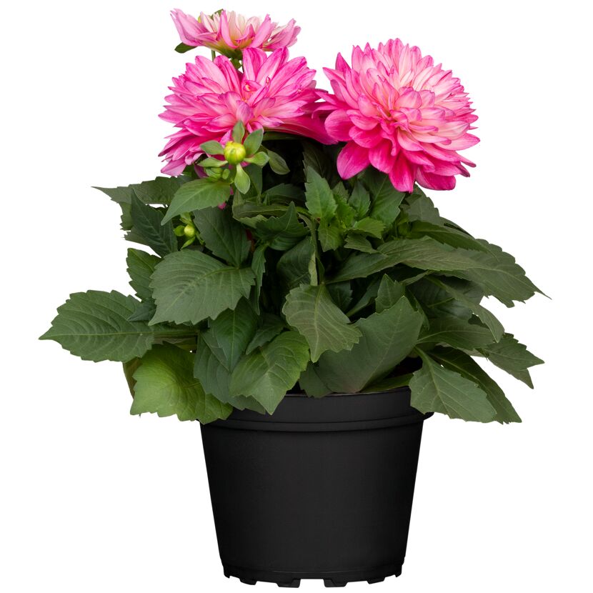 Rosa Dahlienpflanze im schwarzen Topf