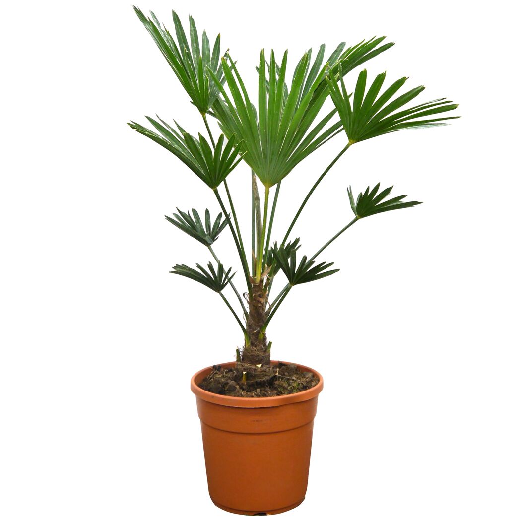 Eine Trachycarpus Fortune-Hanfpalme in einem Topf.