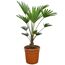 Eine Trachycarpus Fortune-Hanfpalme in einem Topf.