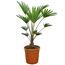 Eine Trachycarpus Fortune-Hanfpalme in einem Topf.