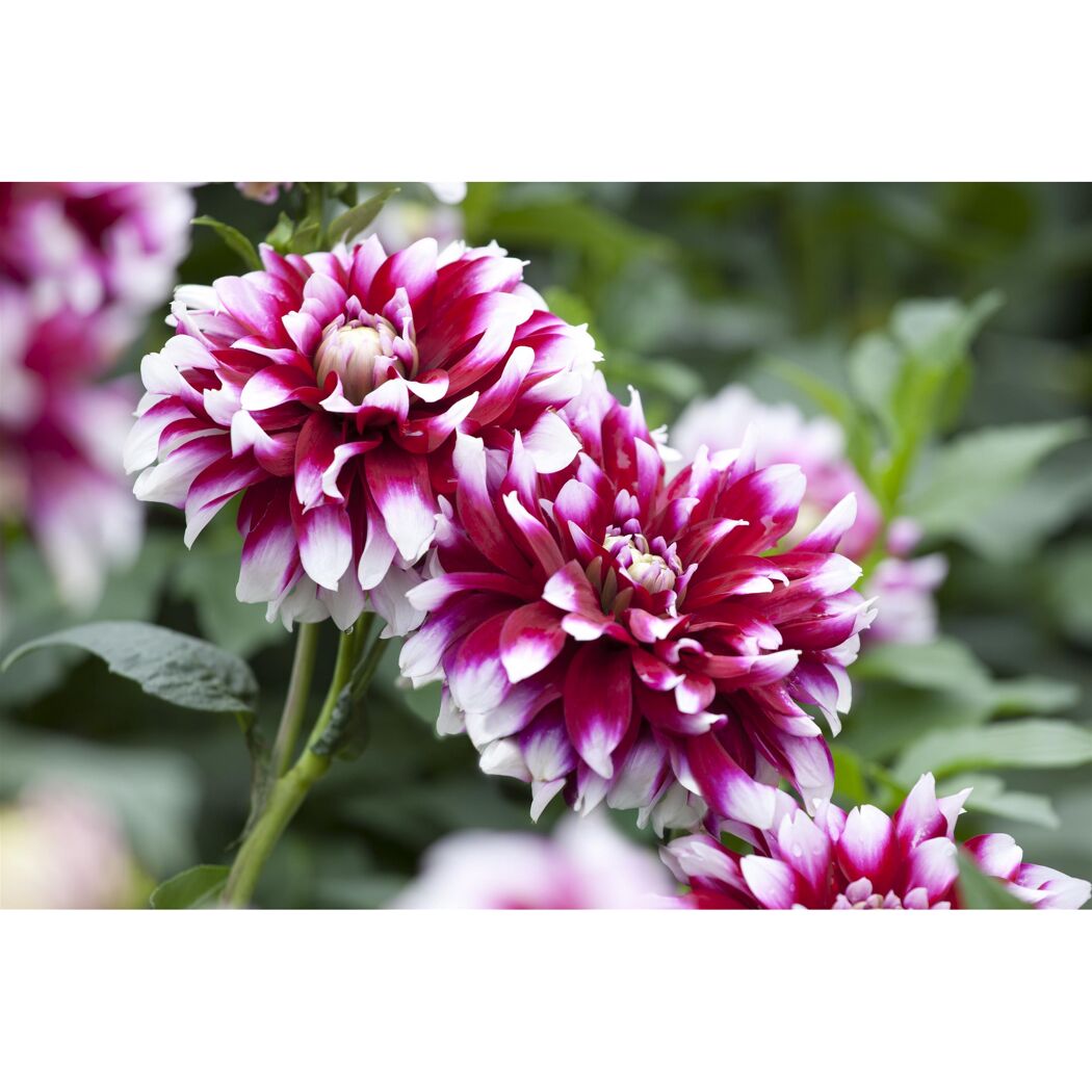 Dahlie zweifarbig 19 cm Topf