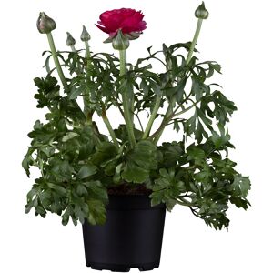 Frühlingspflanzen verschiedene Sorten 17 cm Topf