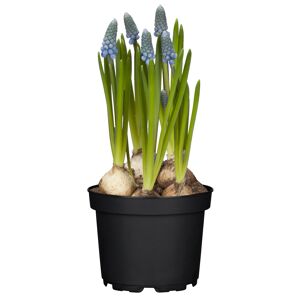 Zwiebelpflanzen verschiedene Sorten 17 cm Topf