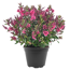 Strauchveronika 'All Blooms®' 10,5 cm Topf