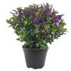 Strauchveronika 'All Blooms®' 10,5 cm Topf