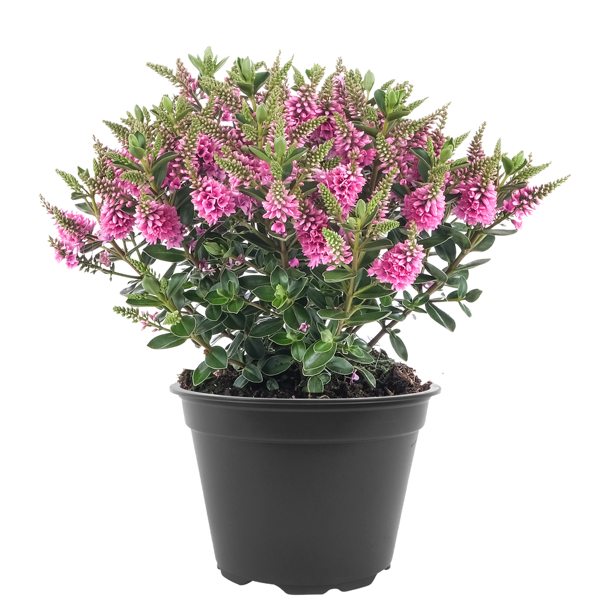 Strauchveronika 'All Blooms®' 10,5 cm Topf