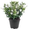 Strauchveronika 'All Blooms®' 10,5 cm Topf