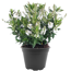 Strauchveronika 'All Blooms®' 10,5 cm Topf