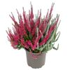 Knospenheide 'Fluffy Twin' 12 cm Topf