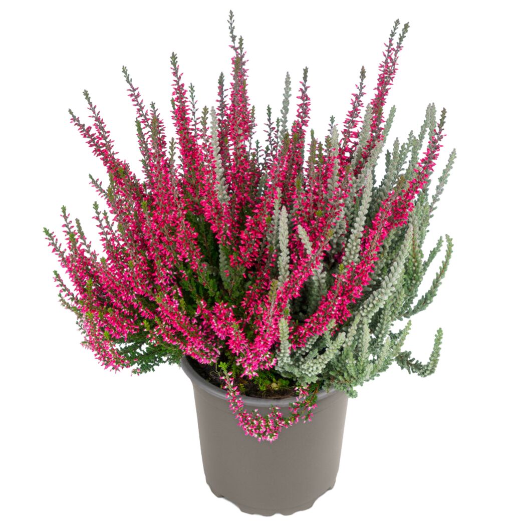 Knospenheide 'Fluffy Twin' 12 cm Topf