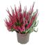 Knospenheide 'Fluffy Twin' 12 cm Topf
