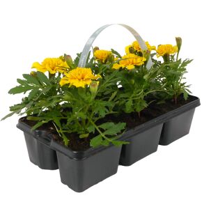 Beetpflanzen verschiedene Sorten 6er-Tray