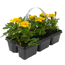 Beetpflanzen verschiedene Sorten 6er-Tray