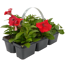 Beetpflanzen verschiedene Sorten 6er-Tray