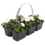 Beetpflanzen verschiedene Sorten 6er-Tray