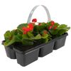 Begonien in schwarzer Kunststoff-Sechserträgerpackung