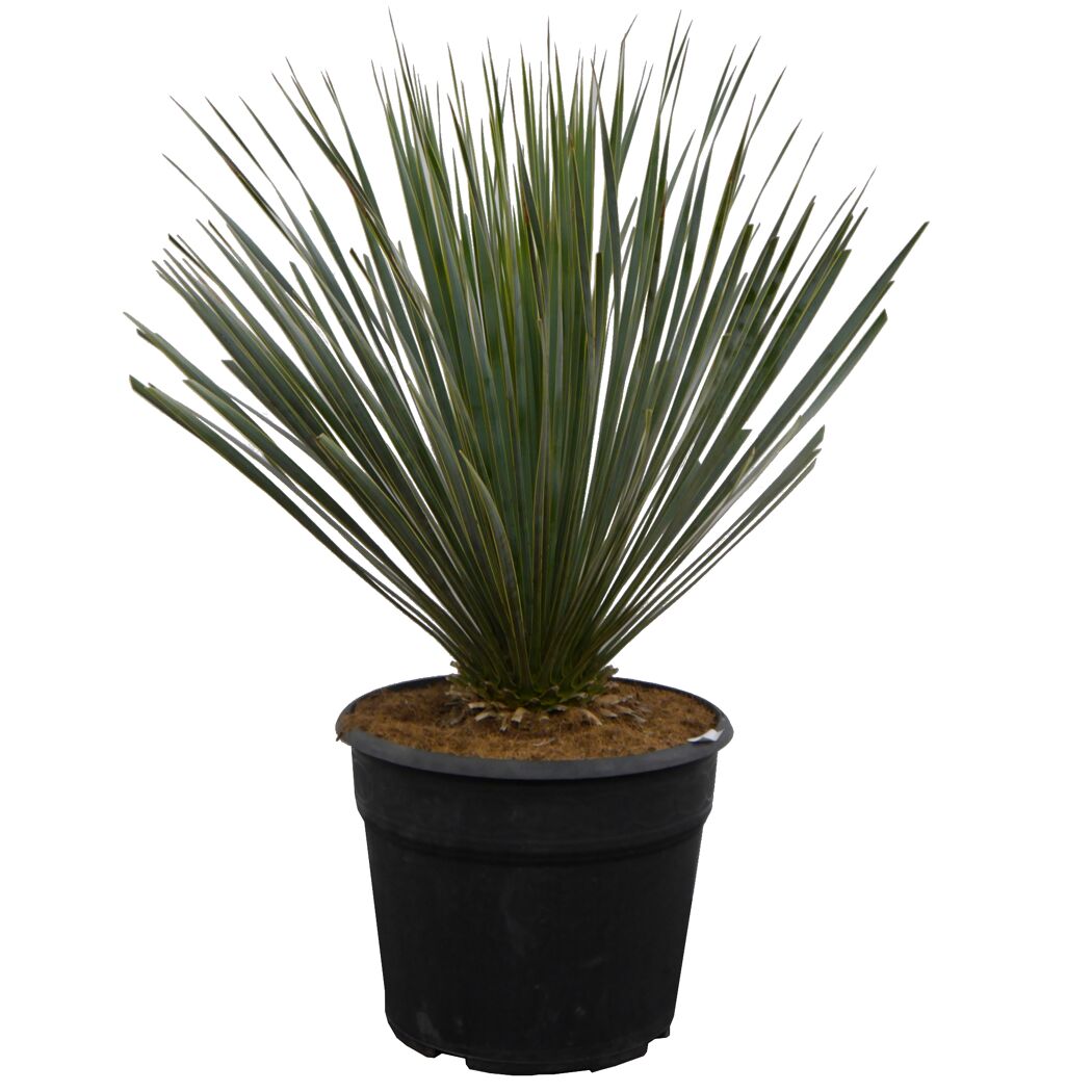Yucca-Palme im schwarzen Topf