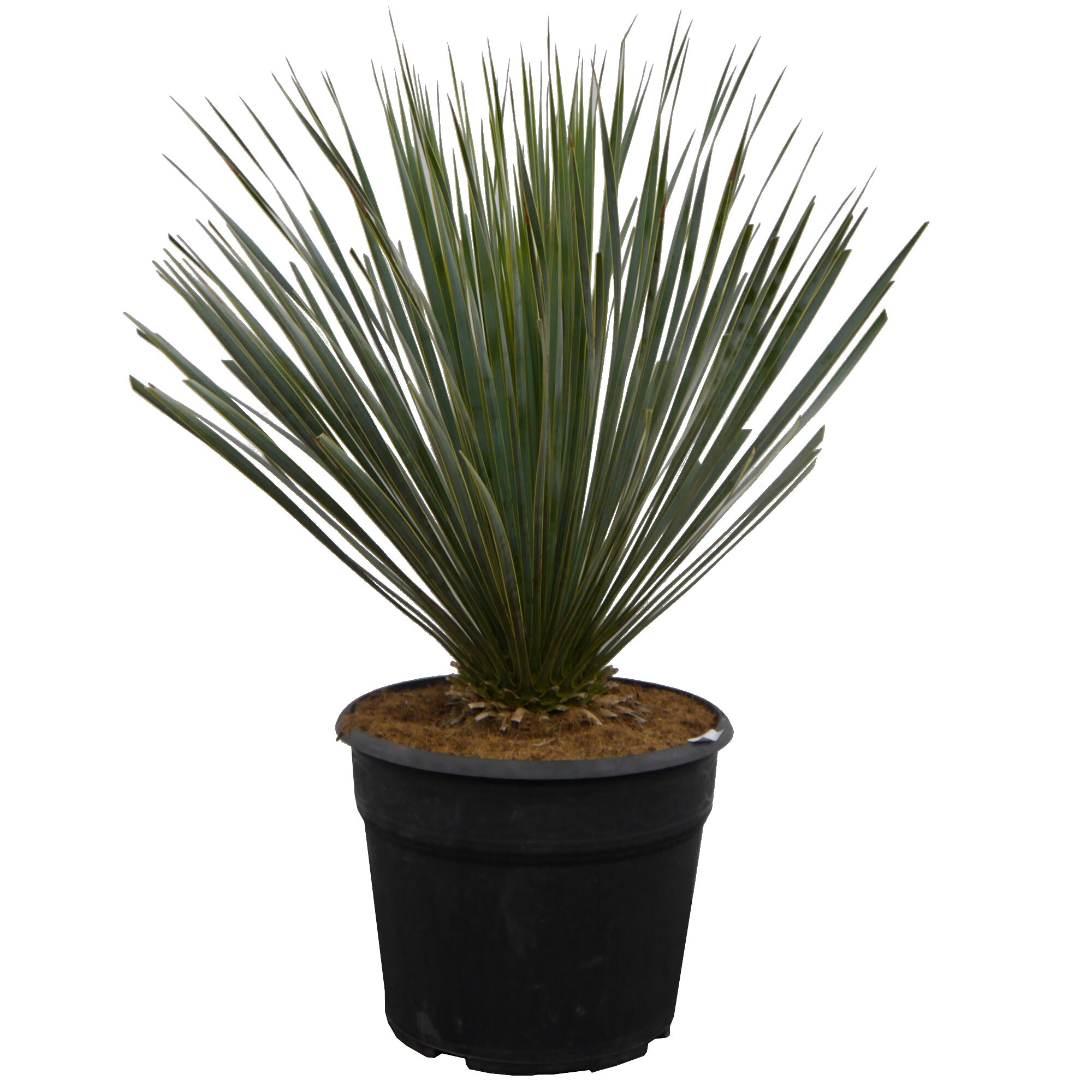 Yucca-Palme im schwarzen Topf